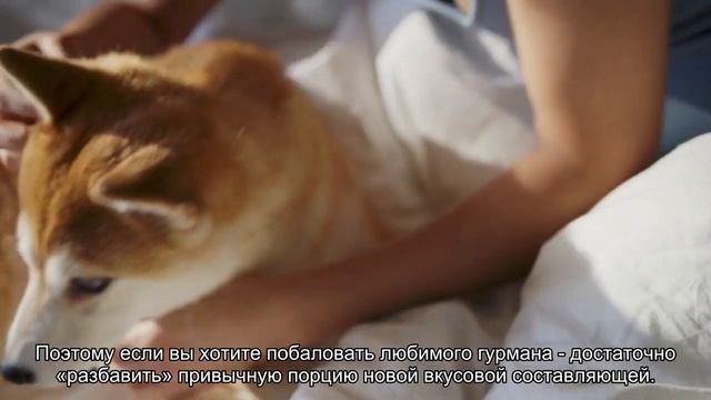 Нужно ли питомцам разнообразие в еде?