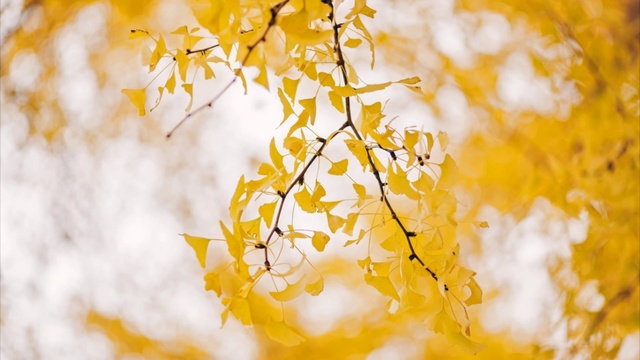 Slideshow with beautiful music Takahiro Kido - Ripple HD