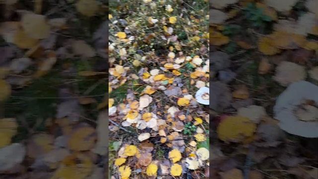 Завершення грибного сезону. Я шокований!