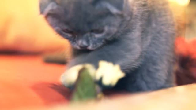 наш няшный котик Амурчик, мы бандито гангстерито)