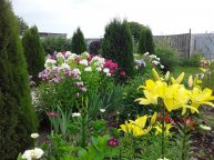 Сад непрерывного цветения!