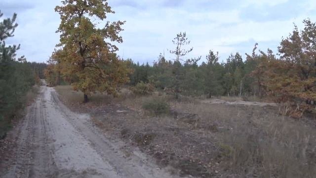 Что бывает, когда молния попадает в дерево. Часть 2. Три года спустя