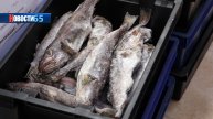 Свежая и по приемлемой цене. В Сахалинской области реализуется программа «Доступная рыба»