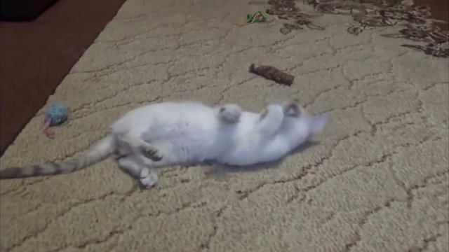 Бездомный котенок.Сема