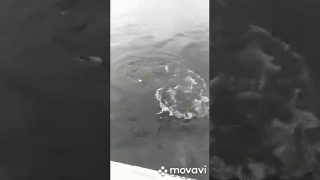 Щука поймана на озере сиг Тверская область