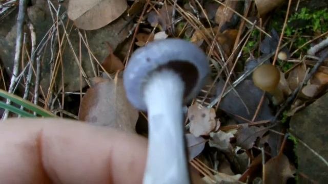Bläulicher Schleierling Unbestimmt