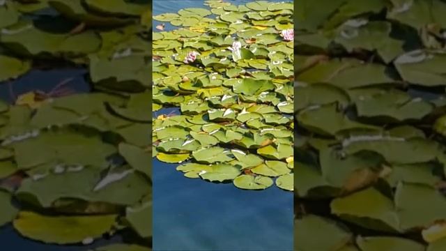 есть в старом парке дивный пруд , там лилии цветут