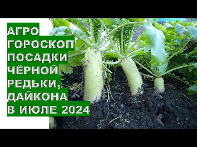 Агрогороскоп посадки чёрной редьки, дайкона в июле 2024Agrohoroscope for planting black radish in Ju
