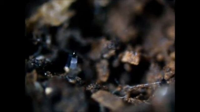 MacroWorld . луковый клещ