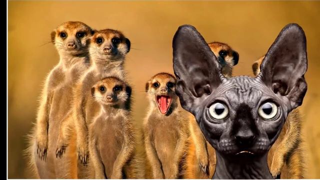 Screenrecorder-2024-08-31-22-48-42-759.mp4