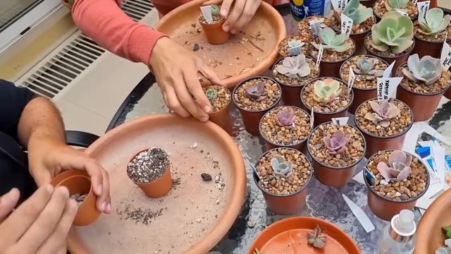 Enraizaron! Plantamos juntos los hijuelos que separamos anteriormente... #TerraSuculenta #suculenta