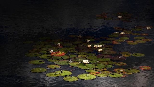 Цветы водоёма.