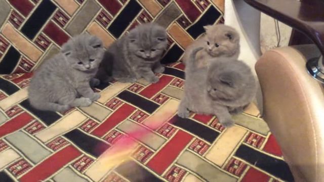 Британские котята с родословной 24 дня