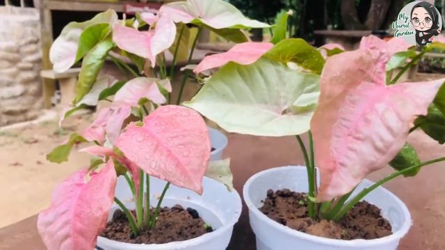 PINK SYNGONIUM DARI SHOPEE