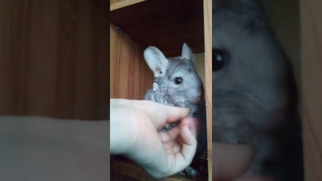 Как ручная шиншилла стоит на задних лапках с замиранием