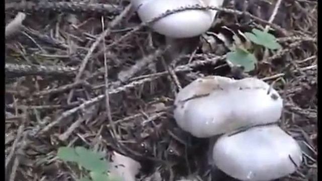 Рядовки - Говорушки дымчато - серые тьма! Грибной лес за Вязовенькой. Смоленск.