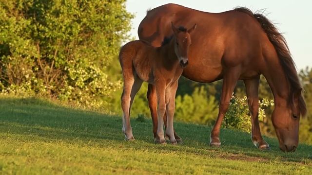 Прекрасная мелодия до слёз! Нежная музыка для души, жизни! Безумно Красивая музыка Сергей Грищук! #