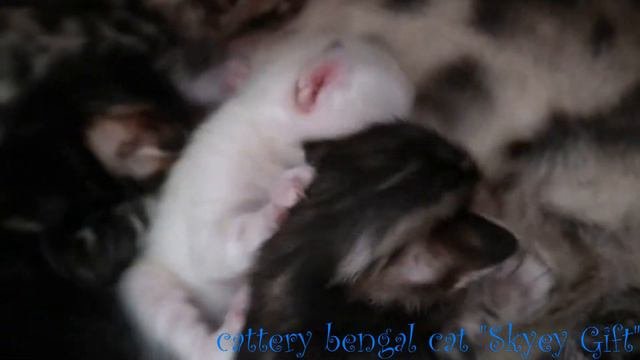 Cattery Bengal Cat 