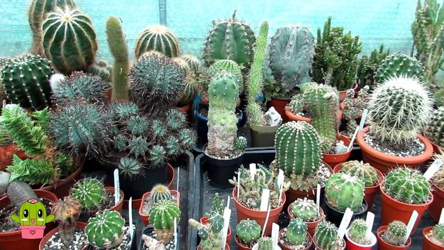 Your Cacti & Succulents Questions & Answers | Q & A Video September Part One