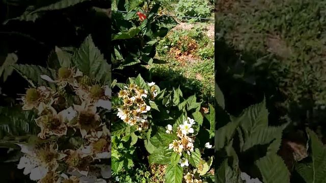 Блэк меджик(черная магия) буду осенью копать корень на продажу.