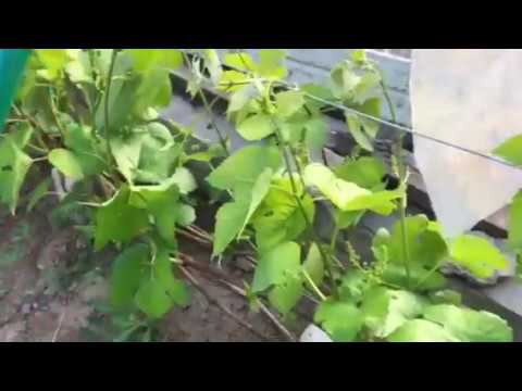 Виноград Зилга 23.05.2018