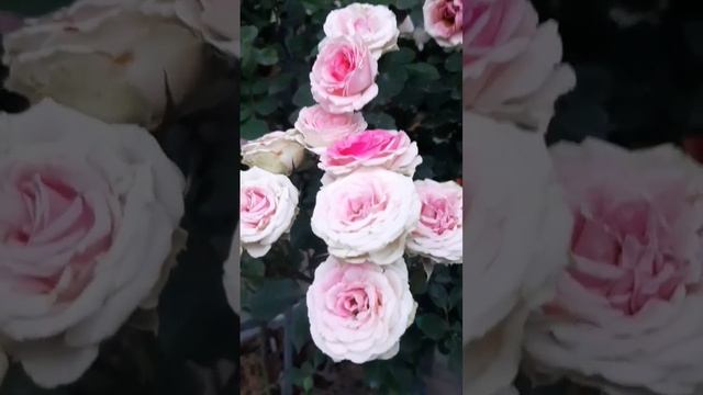 Mini eden Rose
