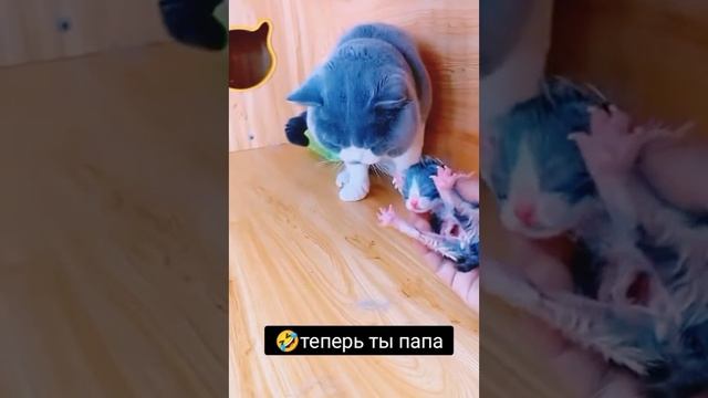 Теперь ты папа ?