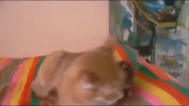 что не так с этим котом