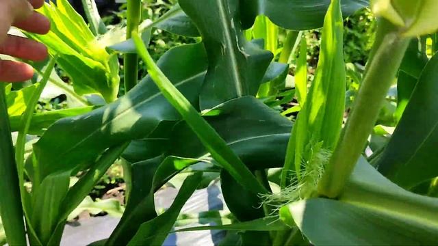 Подкормки и выращивание сахарной кукурузы