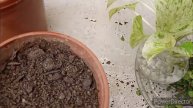 Marble Pothos & Mini Jade grow cuttings in Monsoon & get full grown plants in 2 weeks