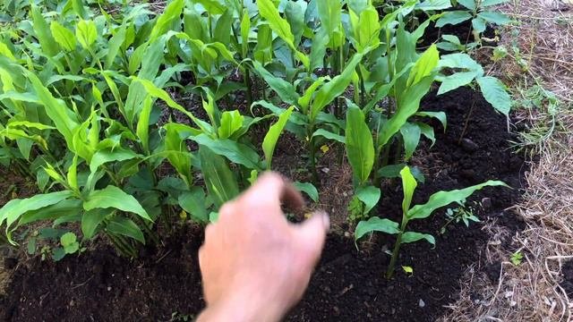 Myoga Ginger - Site Conditions For Happy Plants