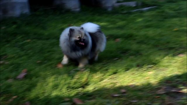 ЭЛЬФ ЛЕГОЛАС.mp4