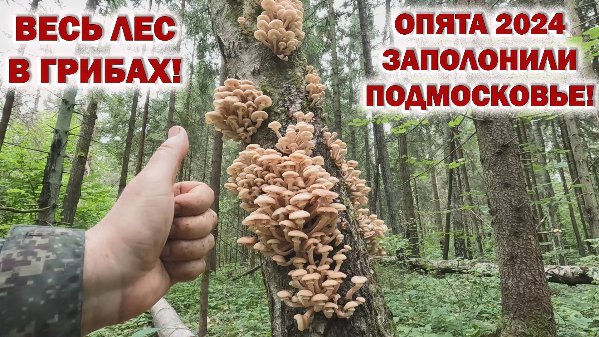 💥ОПЯТА ЗАПОЛОНИЛИ ПОДМОСКОВЬЕ👉ГРИБЫ НЕ ПОМЕЩАЮТСЯ В КОРЗИНУ!🍄 Грибы в Августе 2024