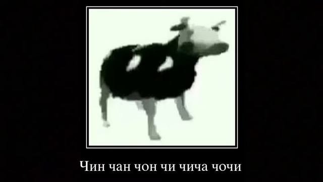 Польская корова x Чин чан чон МИКС