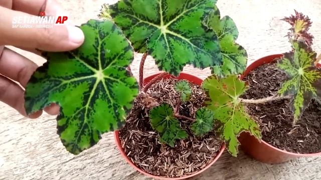 Mengenal Dan Memperbanyak Tanaman Hias Langka Begonia Cleopatra - Begonia Leopon - SAP Garden