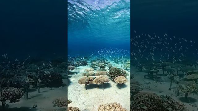 В Японии рыбаки начали разводить кораллы