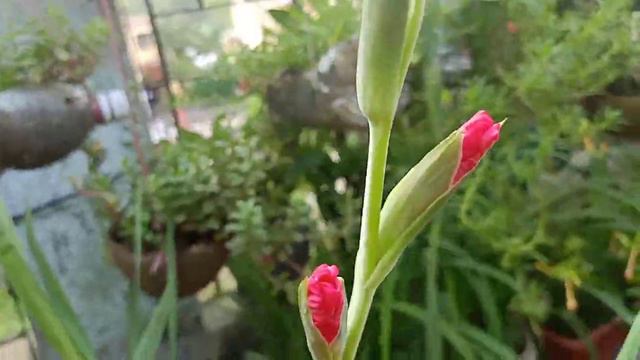 Aise karke Dekhbhal kijiye Gladiolus ko,Toh Zaroor Phool Khil Jayenge|Complete Care of Gladiolus...