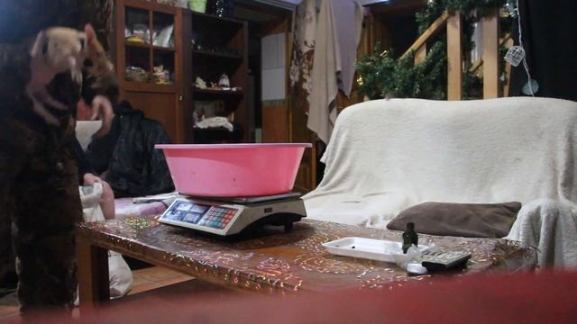 Прокалываем железо поросятам. Суиферровит. Взвешиваем поросят.