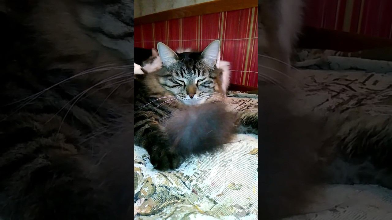 Чей это хвост? #домашниекоты #кошка #cat #gato #Katze #chat #kedi #猫 #고양이 #貓