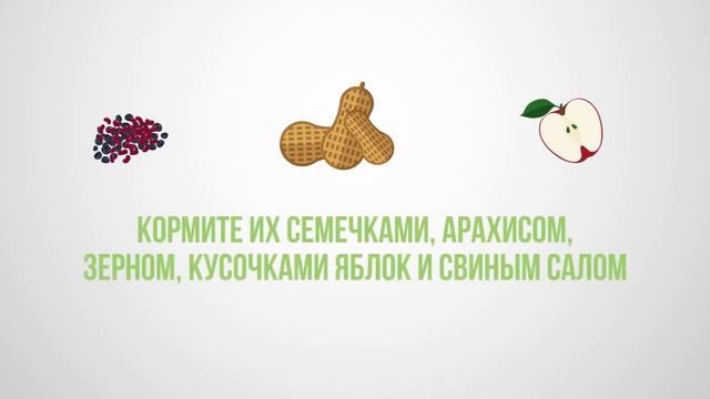 Как кормить птиц зимой?⛄?