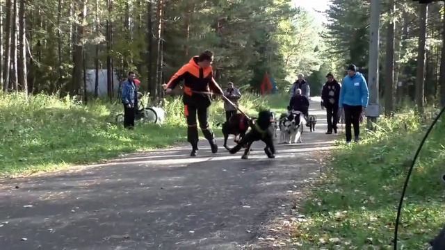 Семинар по ездовому спорту с Олегом Тюрюминым