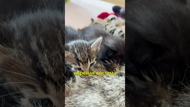 💤 Сон - Самое Главное в Жизни Котенка😴 котик живет у @the_olive_family