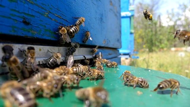 Пчёлы в замедленном видео. Slow motion