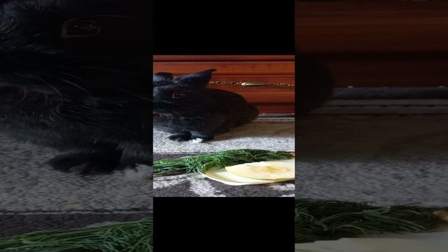 20230710_171828.mp4