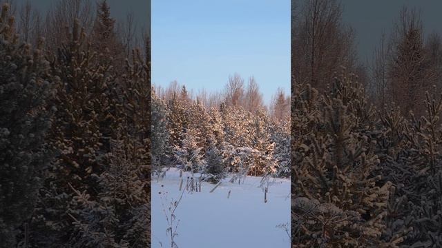 Мороз и солнце