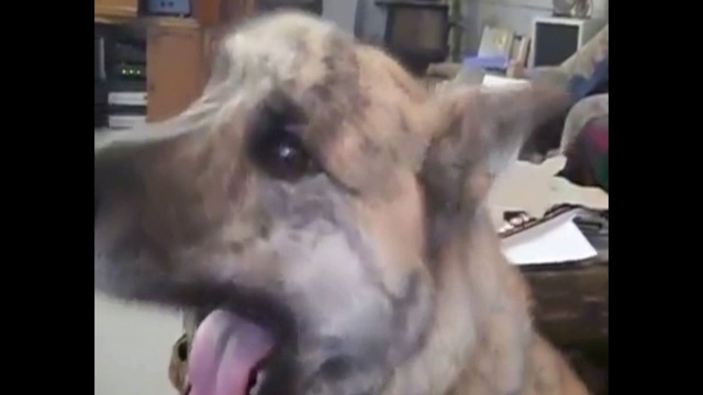 Говорящий Барбос и кошар Василий  - по русский! 