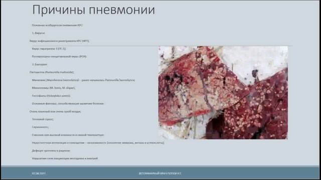 Пневмония телят