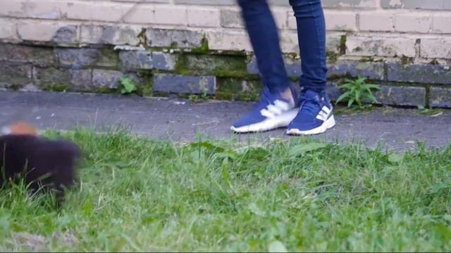 Первое знакомство щенка ККЧС с чужой собакой