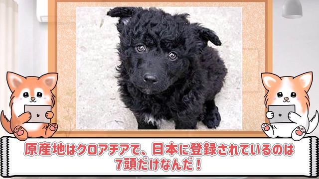 わんちゃん日本にもいる珍しい犬種
