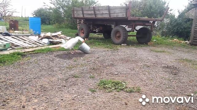 ОСТОРОЖНО ЗЛОЙ ГУСЬ